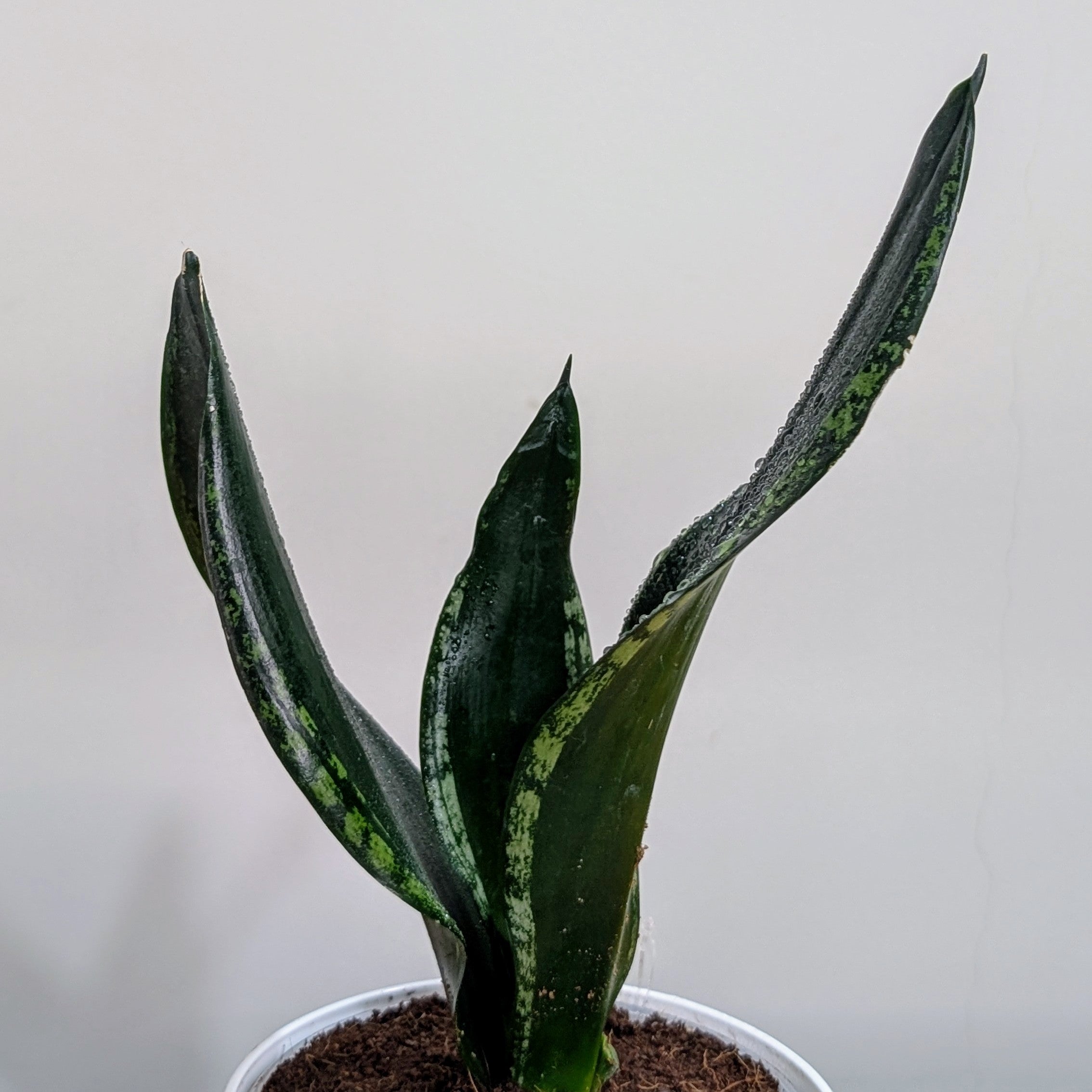 Sansevieria Whitney, with 5.5 inches white decor plant