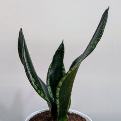 Sansevieria Whitney, with 5.5 inches white decor plant