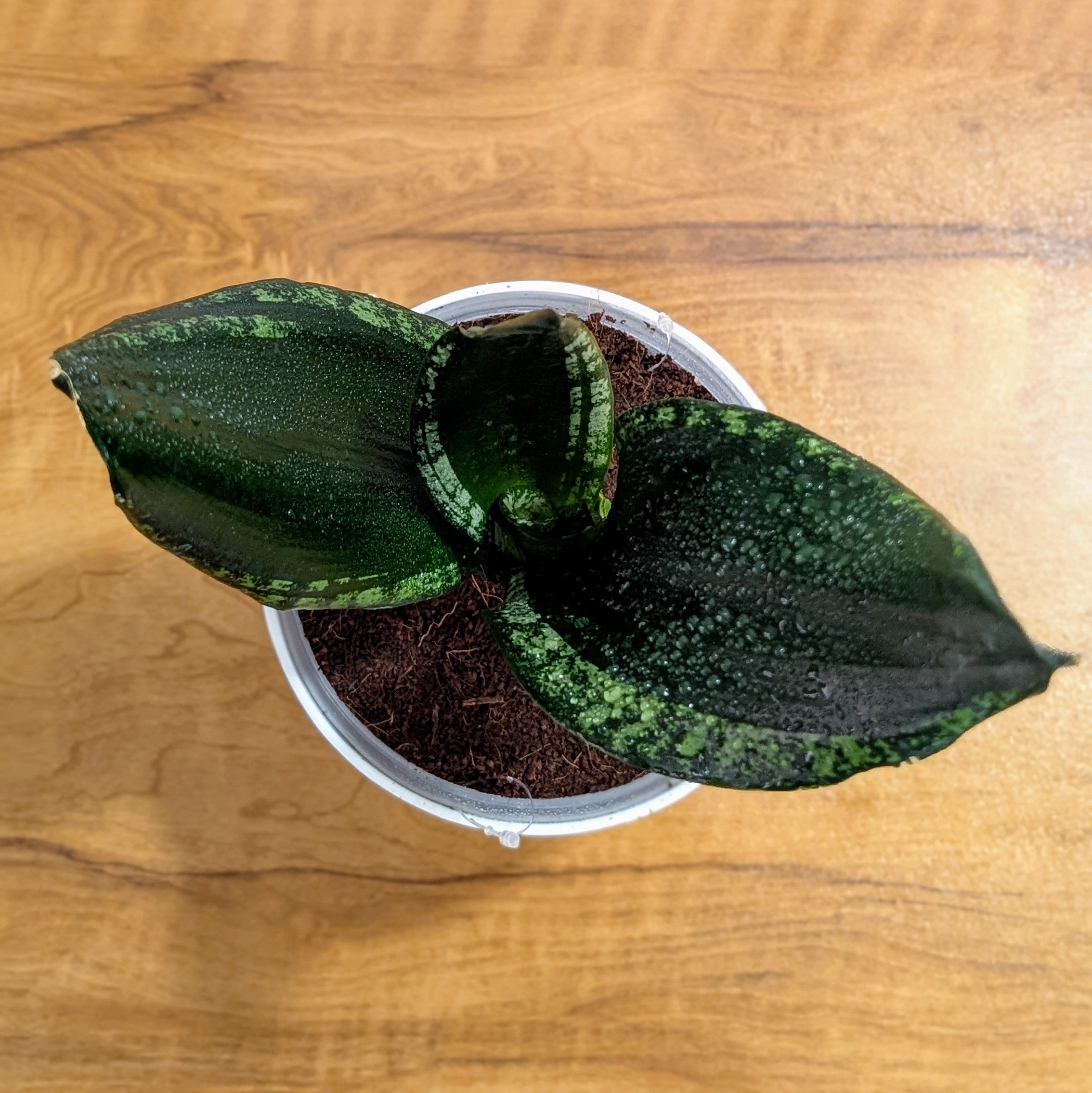 Sansevieria Whitney, with 5.5 inches white decor plant