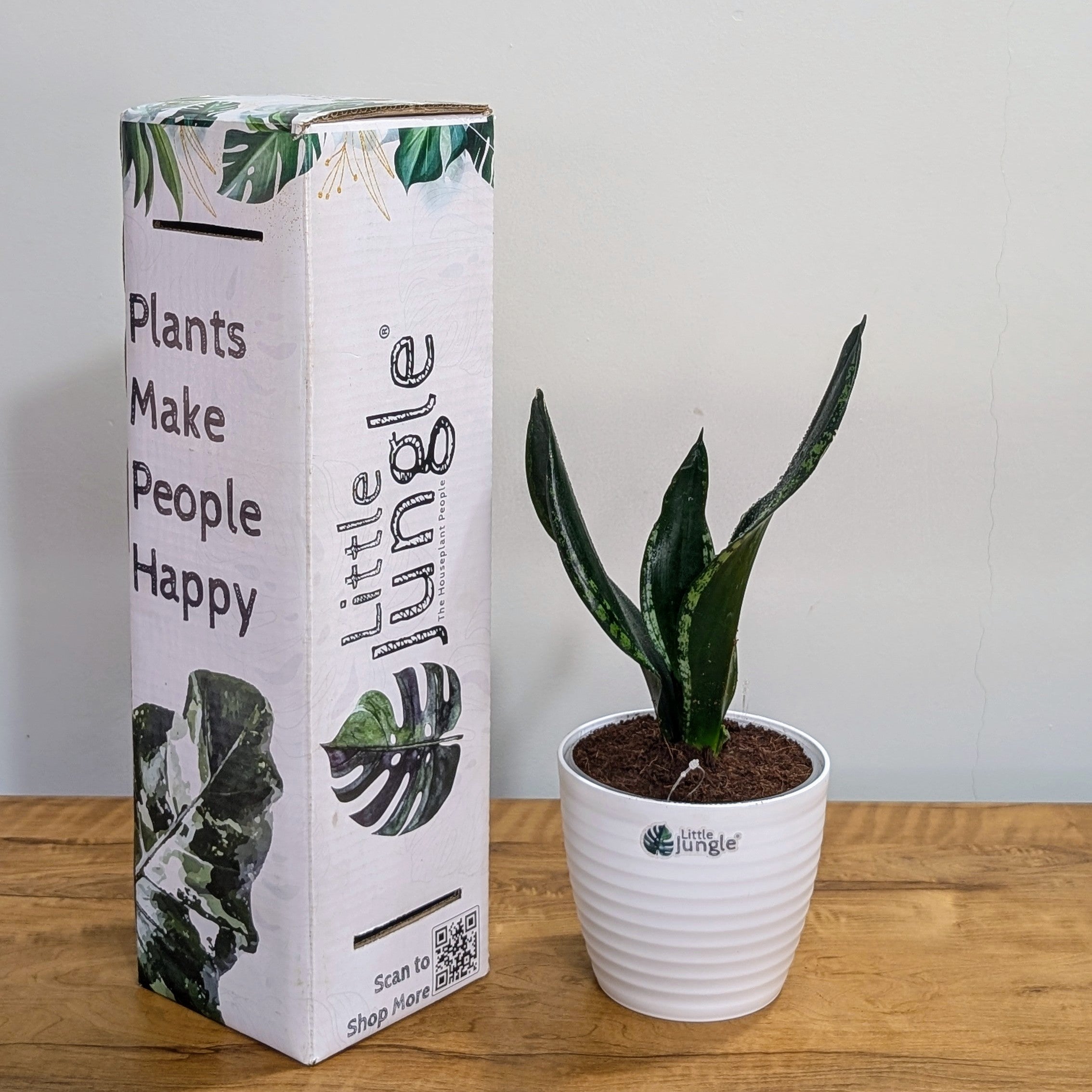 Sansevieria Whitney, with 5.5 inches white decor plant