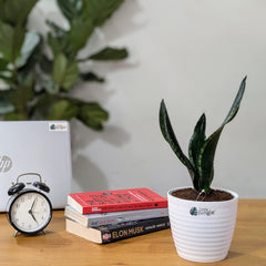 Sansevieria Whitney, with 5.5 inches white decor plant