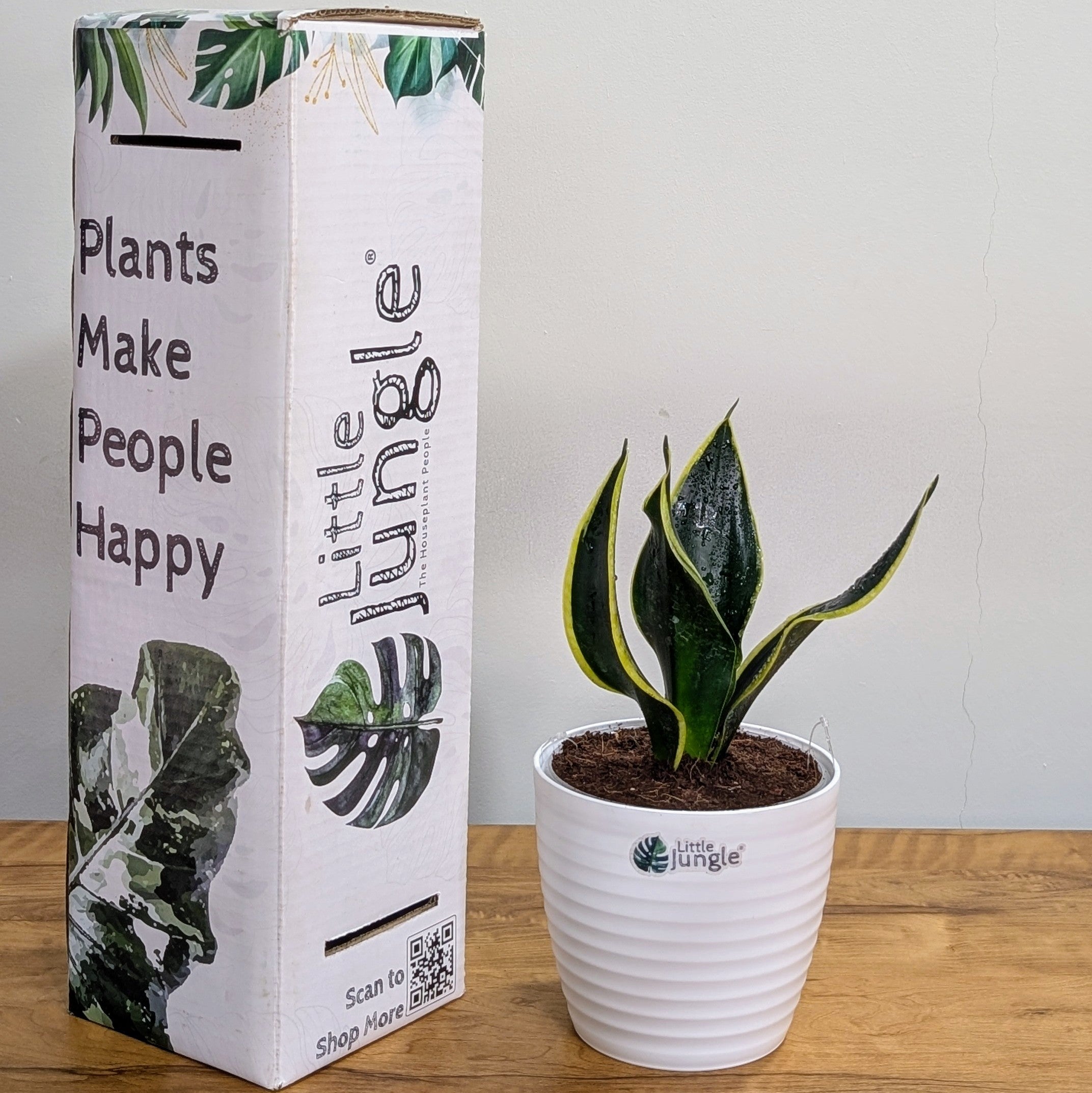 Sansevieria Black Jack, with 5.5 inches white decor plant