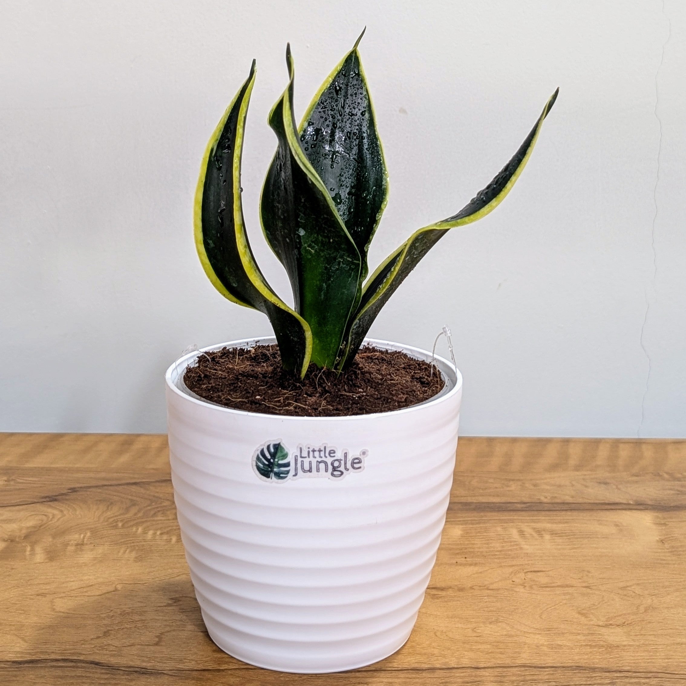 Sansevieria Black Jack, with 5.5 inches white decor plant