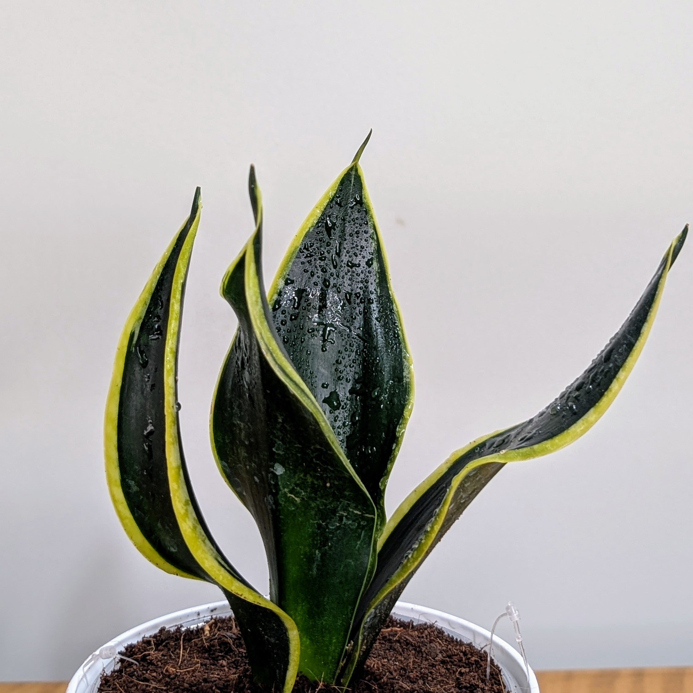 Sansevieria Black Jack, with 5.5 inches white decor plant