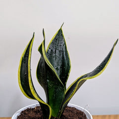 Sansevieria Black Jack, with 5.5 inches white decor plant