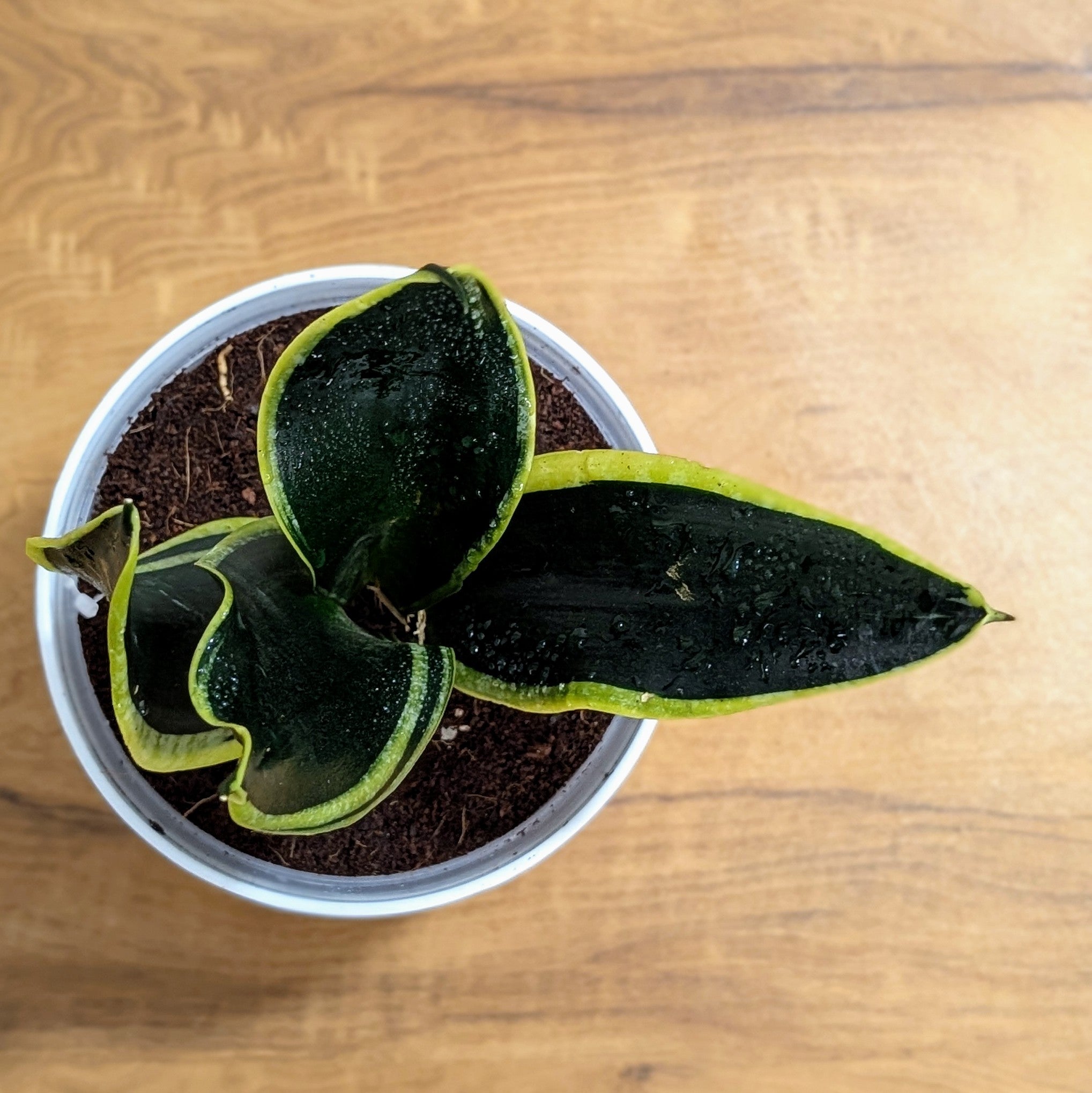 Sansevieria Black Jack, with 5.5 inches white decor plant