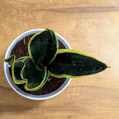 Sansevieria Black Jack, with 5.5 inches white decor plant