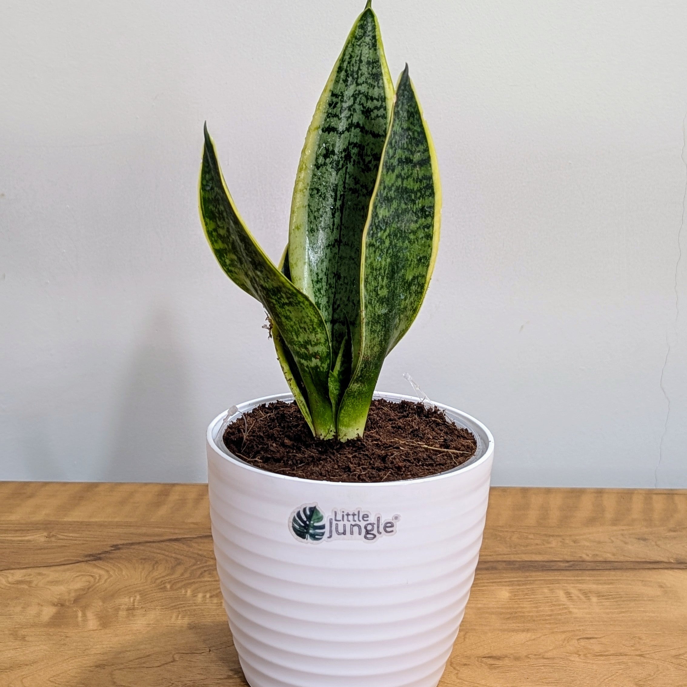 Sansevieria Laurentii, with 5.5 inches white decor plant