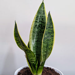 Sansevieria Laurentii, with 5.5 inches white decor plant