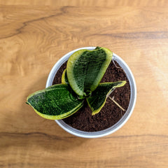 Sansevieria Laurentii, with 5.5 inches white decor plant