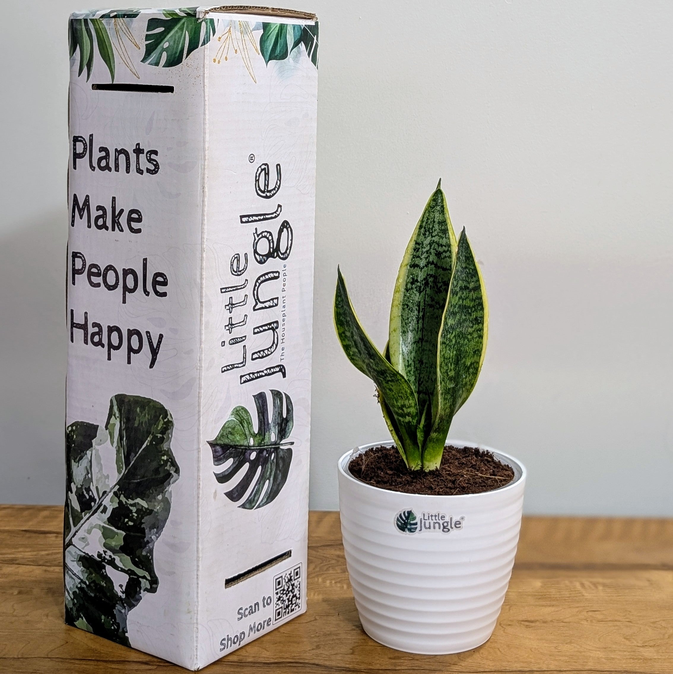 Sansevieria Laurentii, with 5.5 inches white decor plant