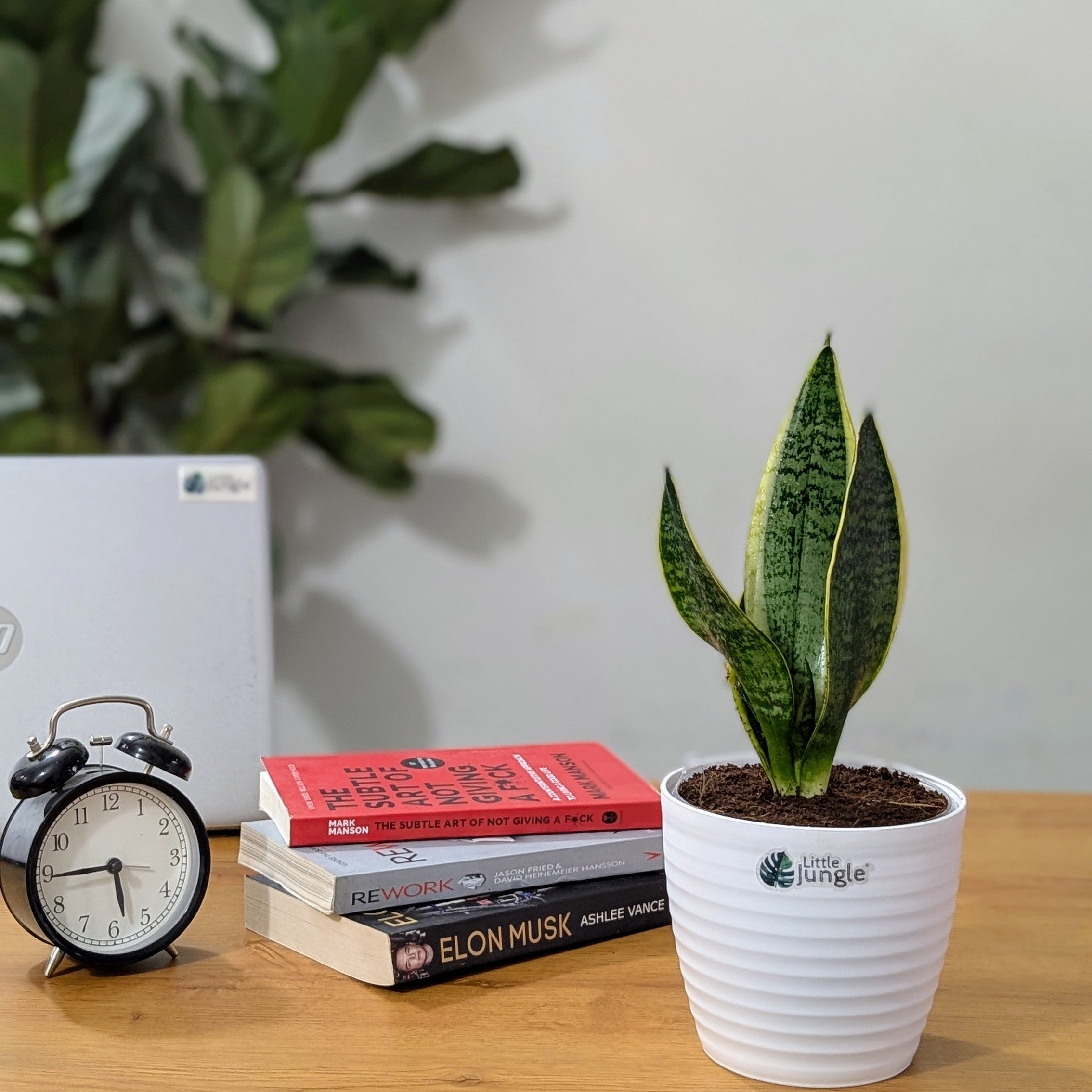 Sansevieria Laurentii, with 5.5 inches white decor plant