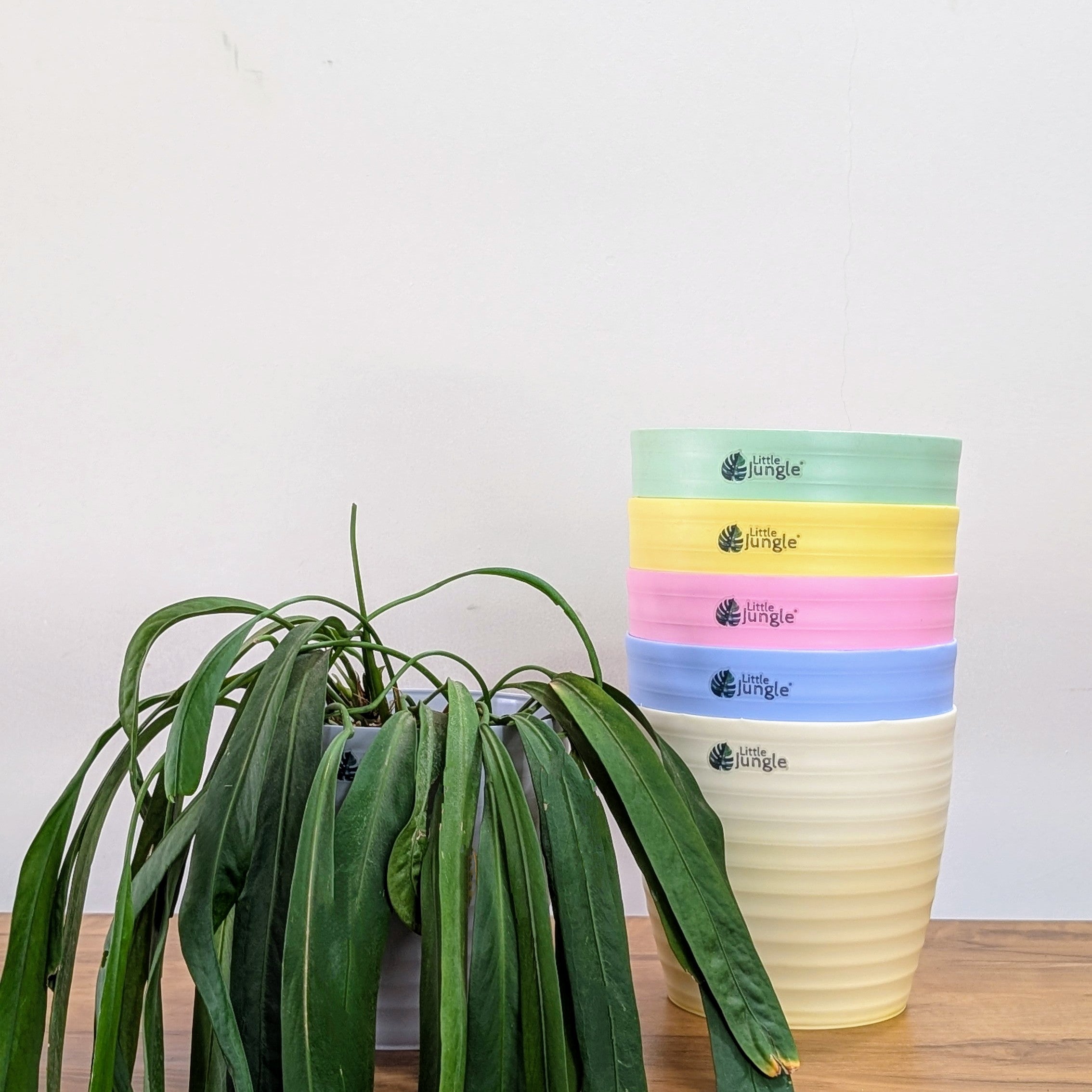 Decor 8 (8 Inches, pack of 6), 6 Color Pots