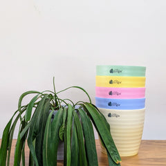 Decor 8 (8 Inches, pack of 6), 6 Color Pots