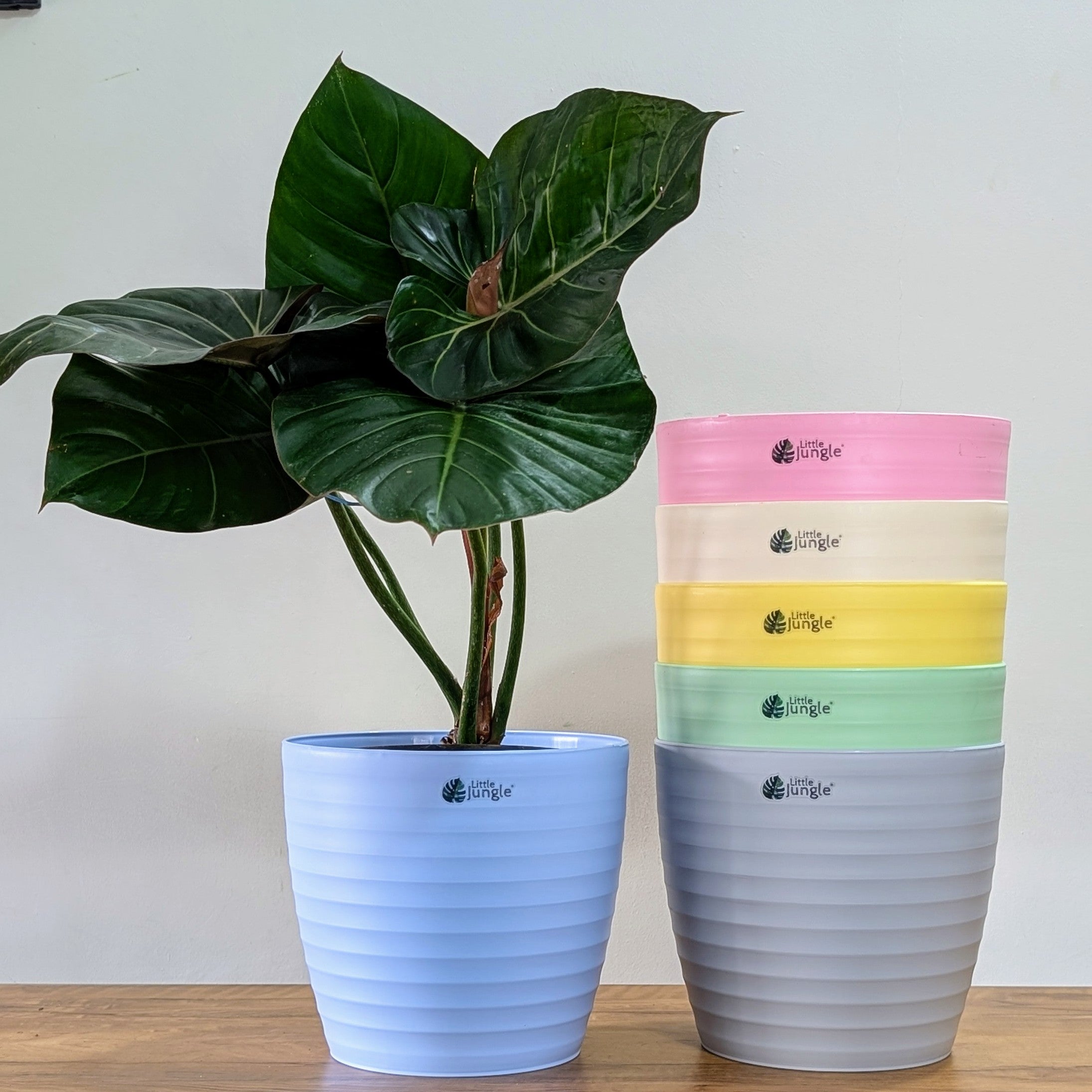 Decor 10 (10 Inches, pack of 6), 6 Color Pots