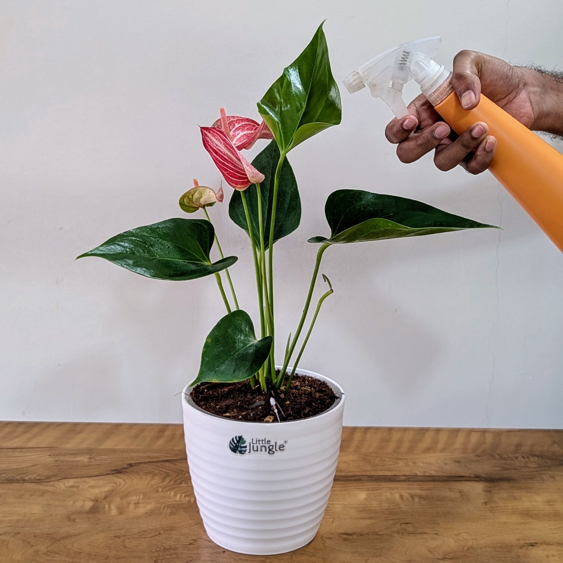 Anthurium Candy cane, with 5.5 Inches white Decor pot.