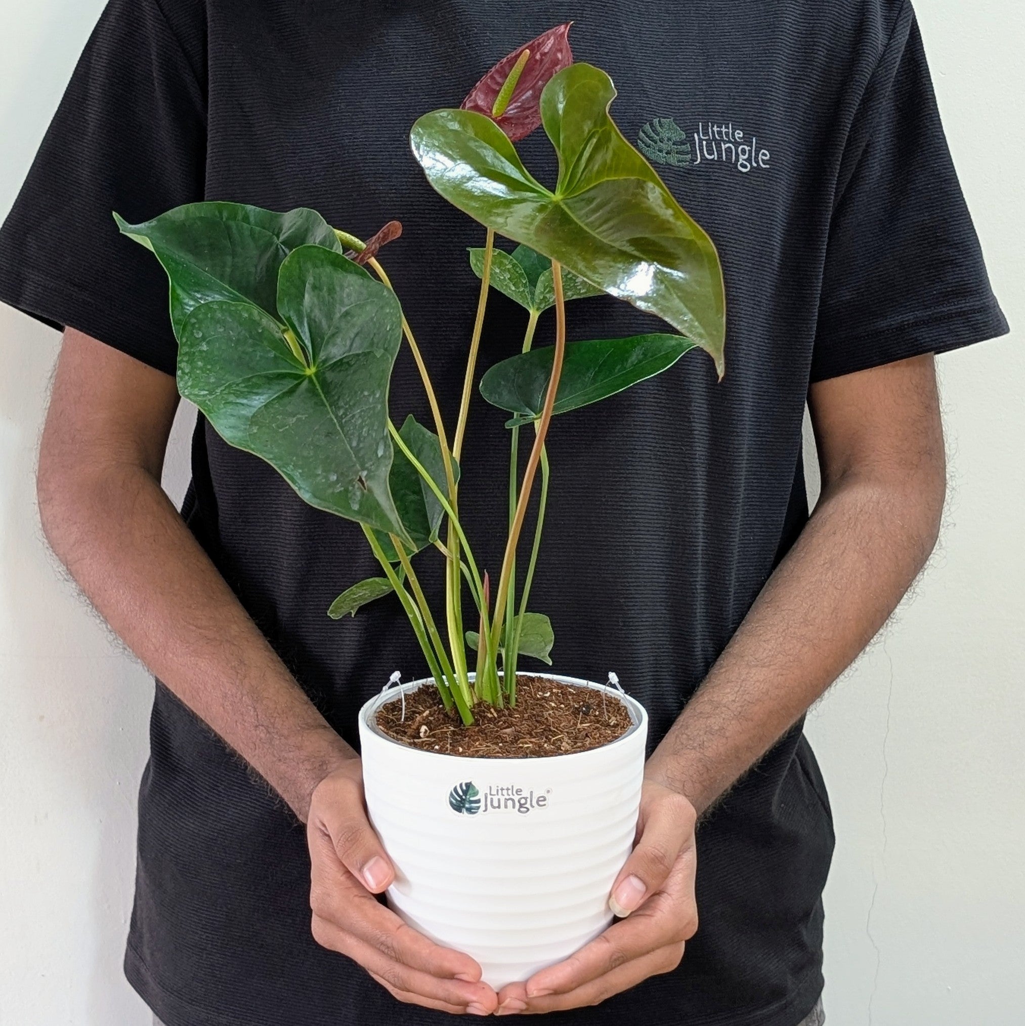 Anthurium Chocolate, with 5.5 inches white decor pot