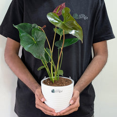 Anthurium Chocolate, with 5.5 inches white decor pot