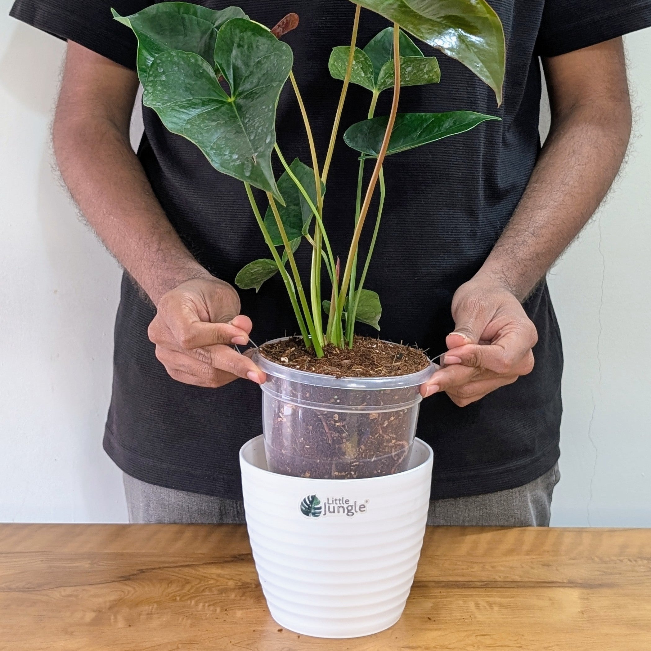 Anthurium Chocolate, with 5.5 inches white decor pot