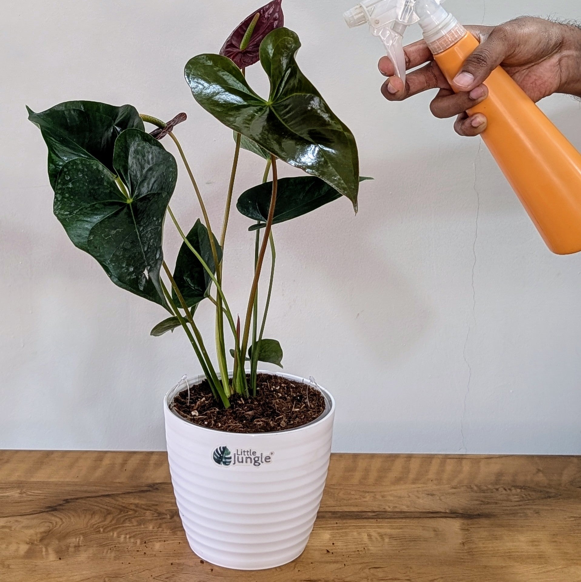 Anthurium Chocolate, with 5.5 inches white decor pot