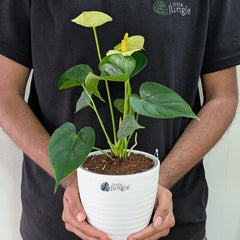 Anthurium Yellow, with 5.5 inches white decor plant