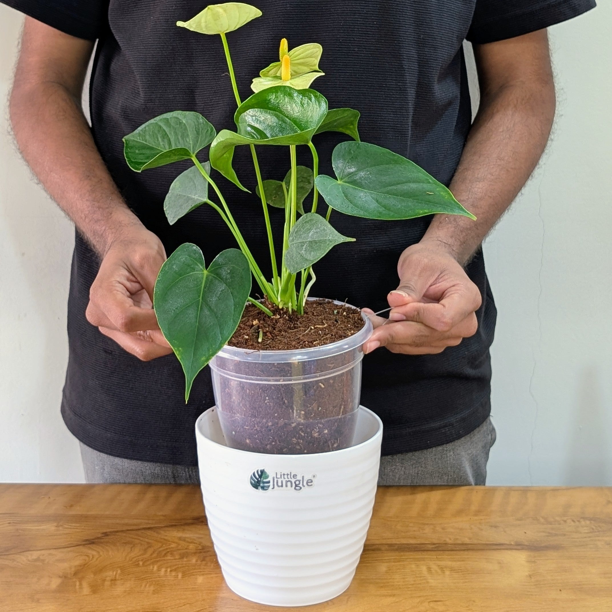 Anthurium Yellow, with 5.5 inches white decor plant