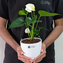 Anthurium white, with 5.5 inches white decor plant