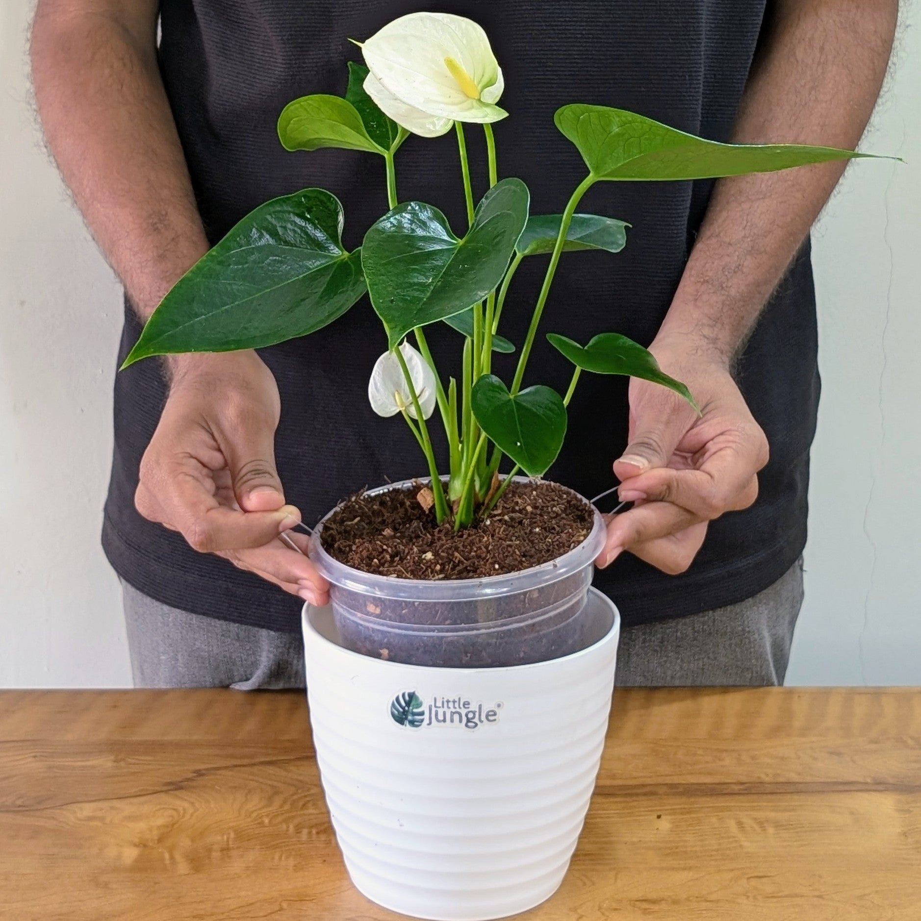 Anthurium white, with 5.5 inches white decor plant