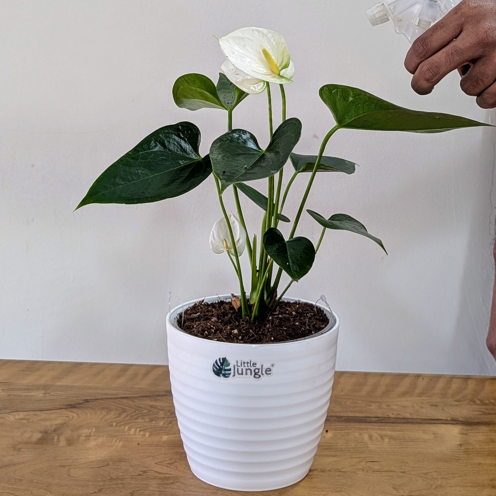 Anthurium white, with 5.5 inches white decor plant