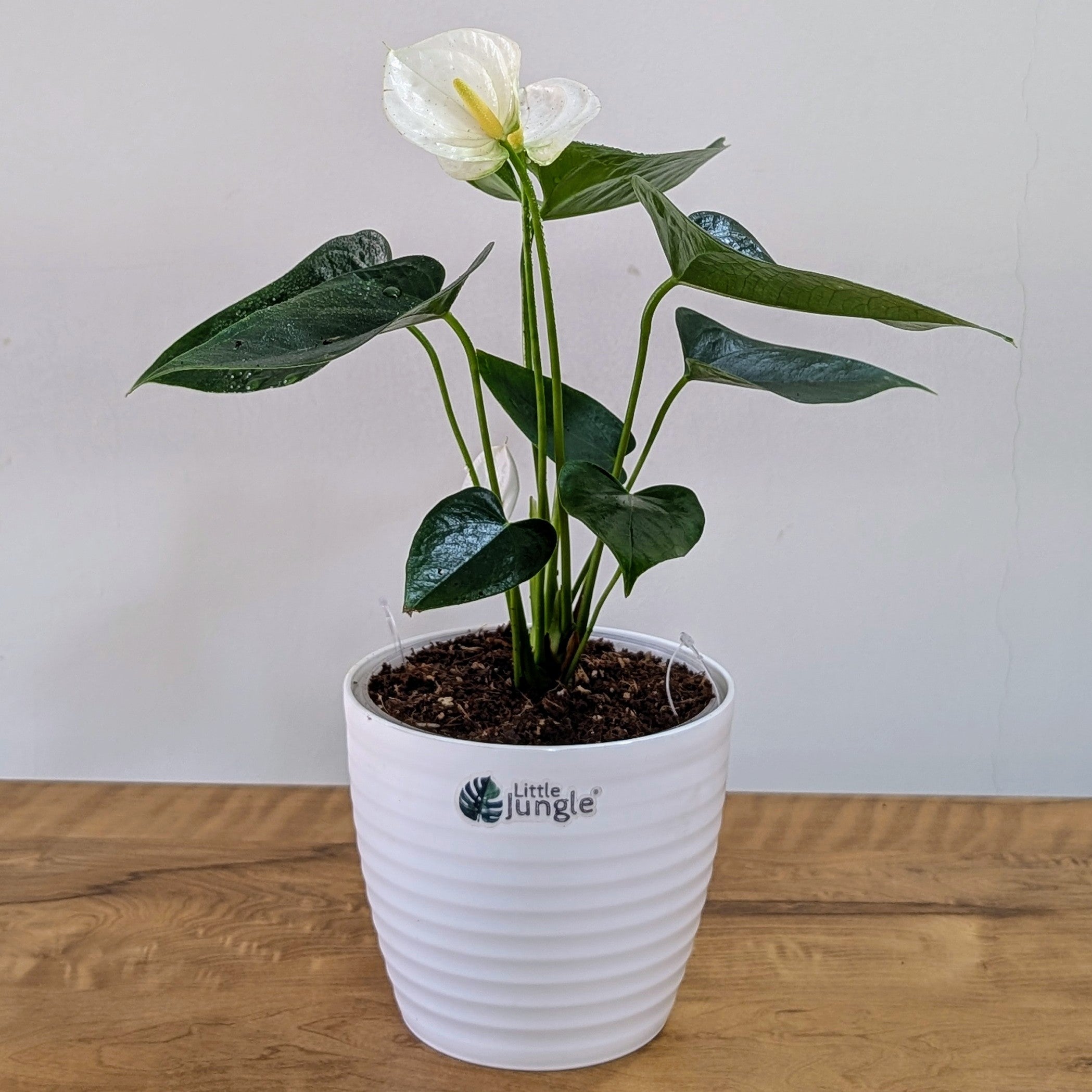 Anthurium white, with 5.5 inches white decor plant