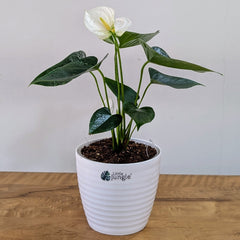 Anthurium white, with 5.5 inches white decor plant