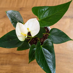 Anthurium white, with 5.5 inches white decor plant