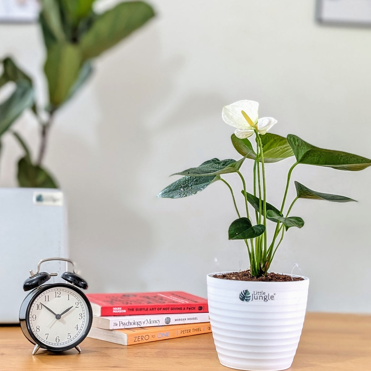 Anthurium white, with 5.5 inches white decor plant