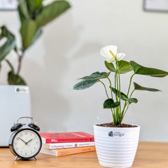 Anthurium white, with 5.5 inches white decor plant