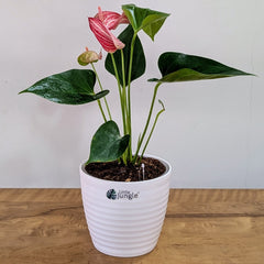 Anthurium Candy cane, with 5.5 Inches white Decor pot.