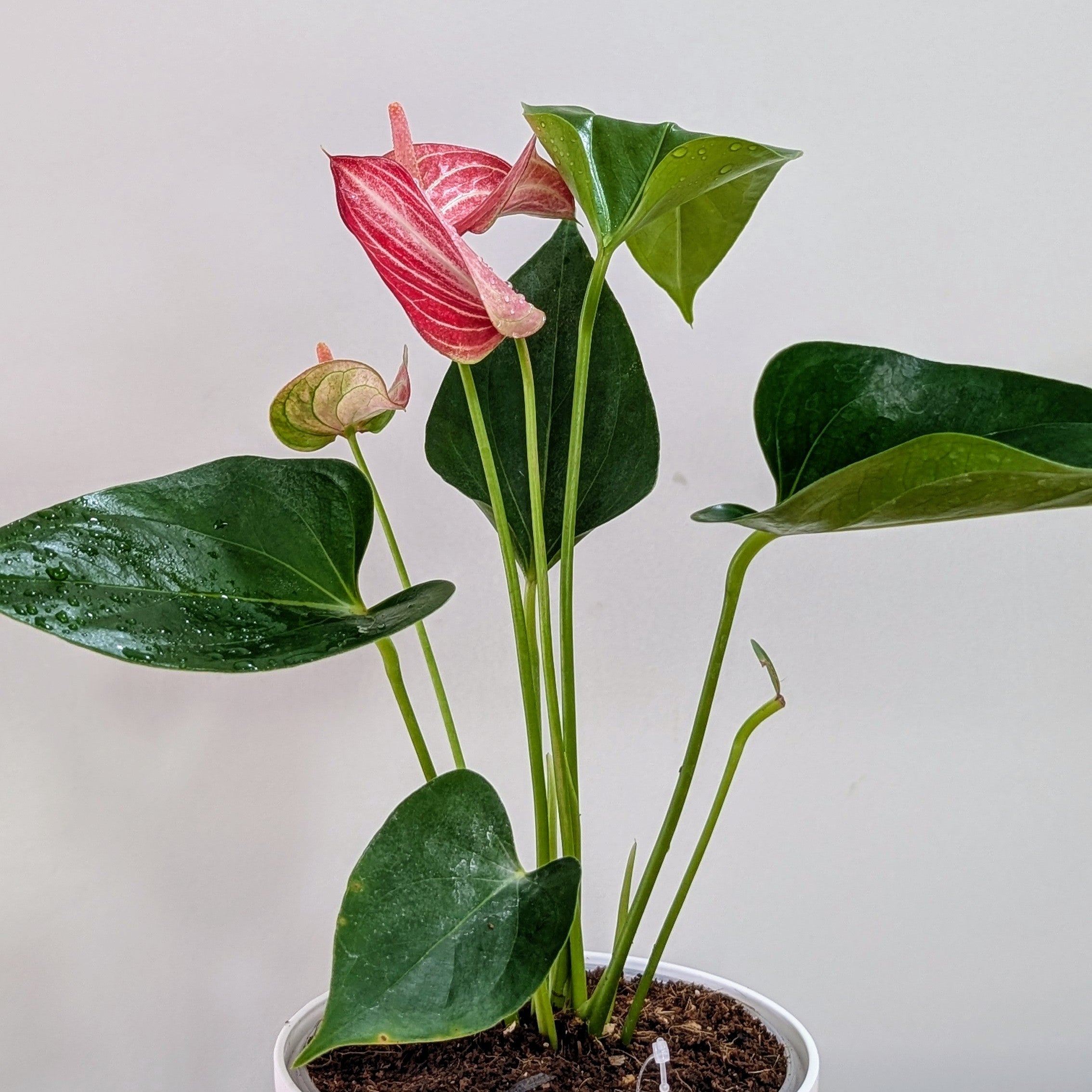 Anthurium Candy cane, with 5.5 Inches white Decor pot.