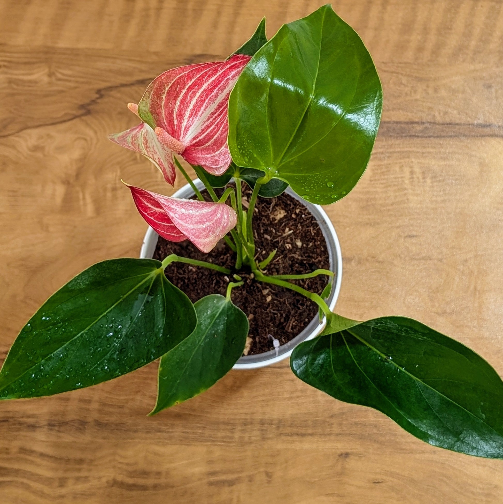 Anthurium Candy cane, with 5.5 Inches white Decor pot.