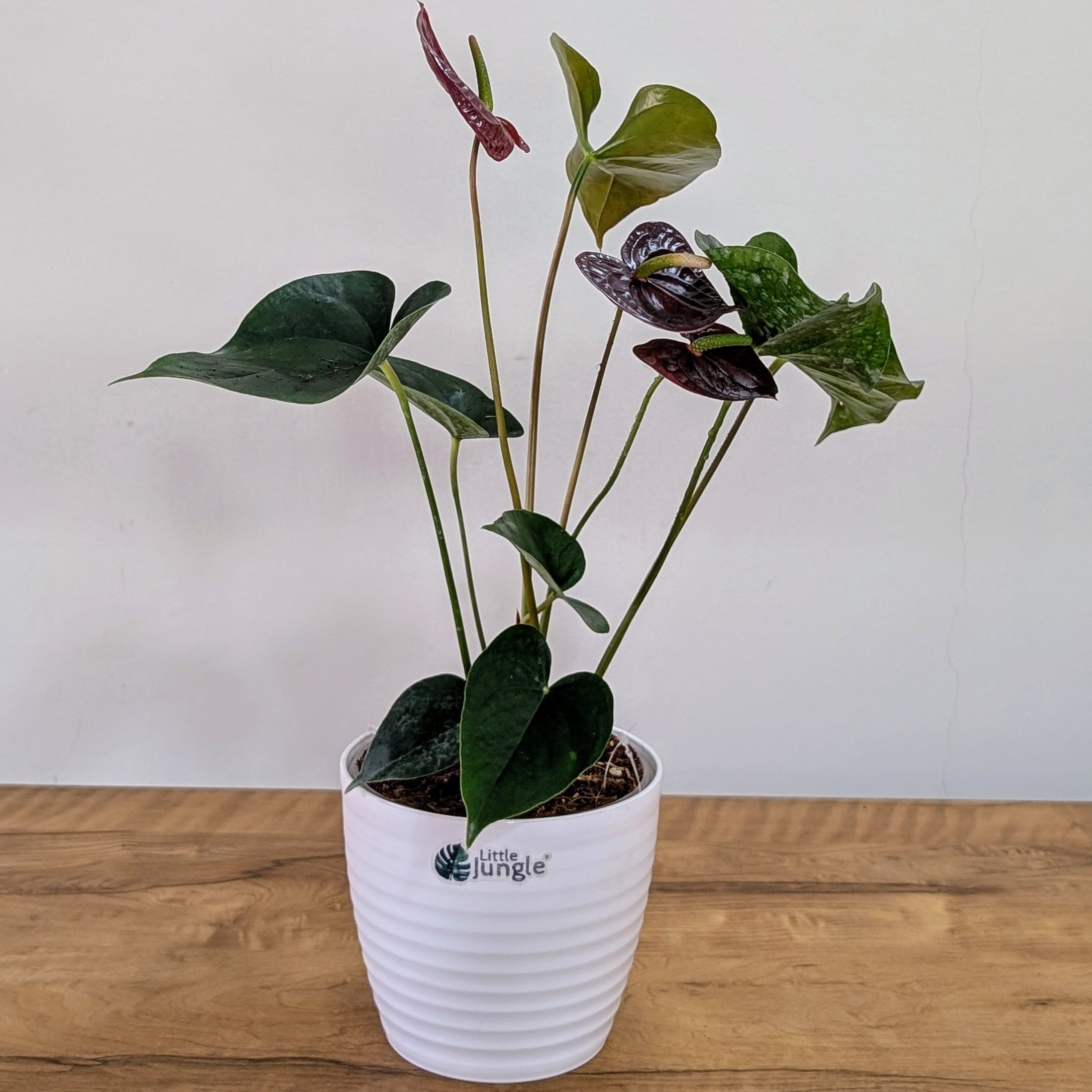 Anthurium Chocolate, with 5.5 inches white decor pot