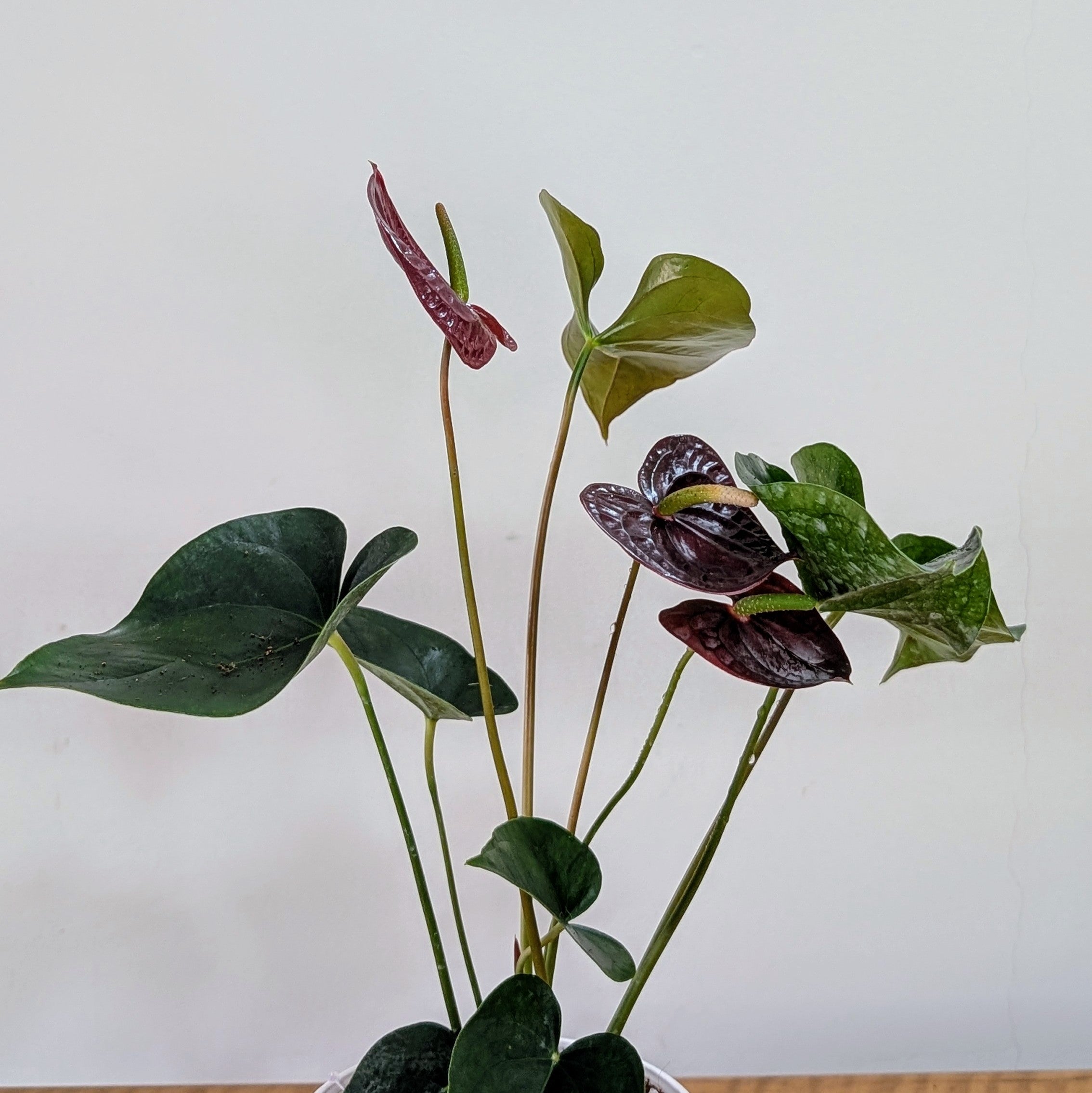 Anthurium Chocolate, with 5.5 inches white decor pot