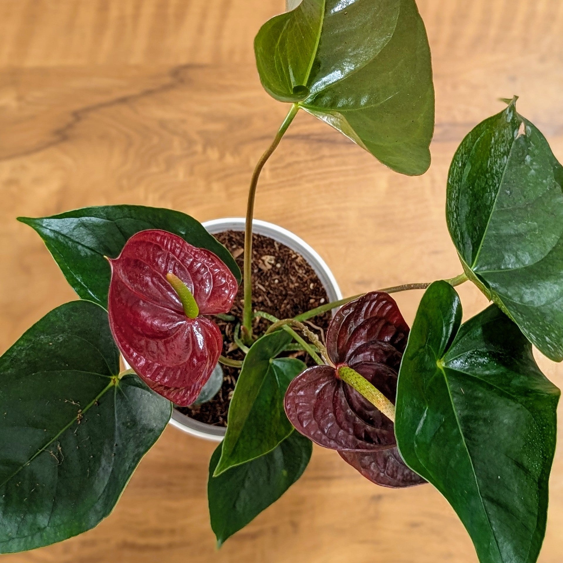 Anthurium Chocolate, with 5.5 inches white decor pot