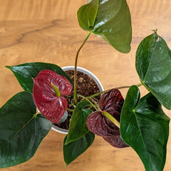 Anthurium Chocolate, with 5.5 inches white decor pot