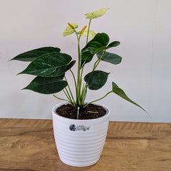 Anthurium Yellow, with 5.5 inches white decor plant