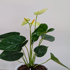 Anthurium Yellow, with 5.5 inches white decor plant