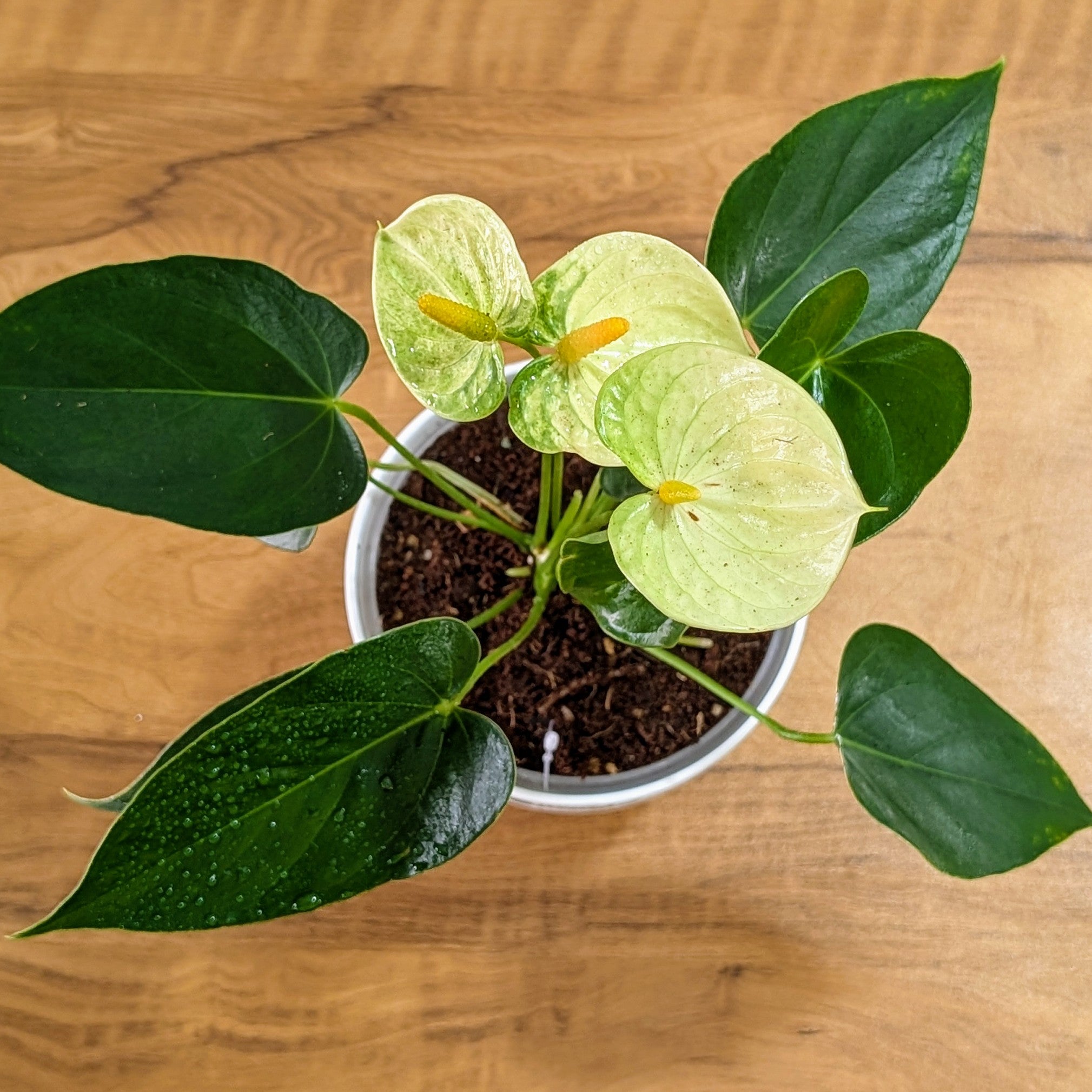 Anthurium Yellow, with 5.5 inches white decor plant