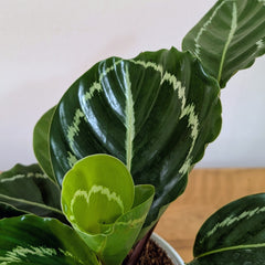 Calathea Green, with 5.5 inches white decor plant