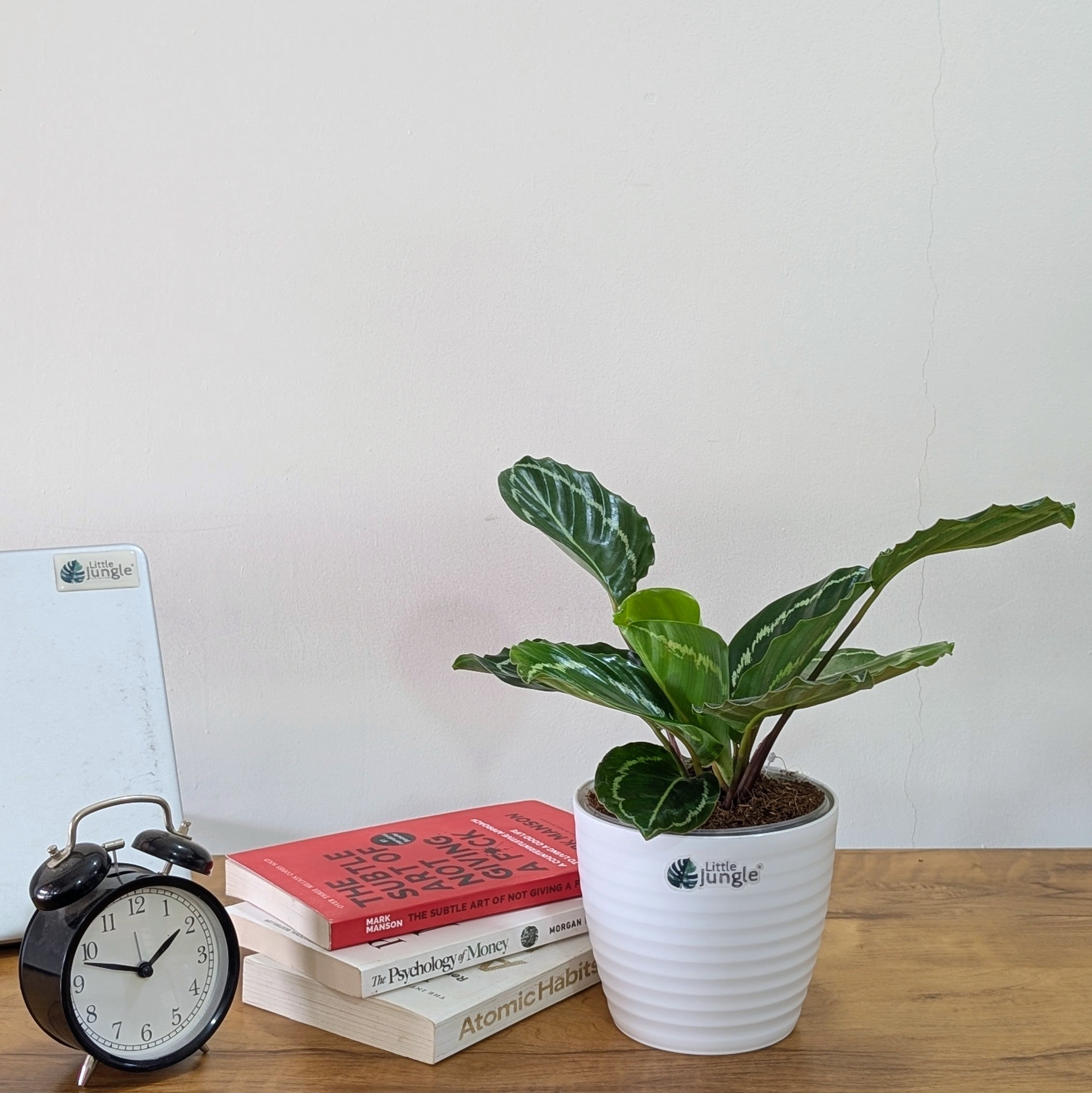 Calathea Green, with 5.5 inches white decor plant