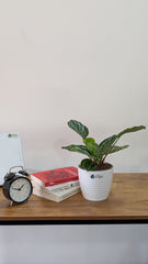 Calathea Green, with 5.5 inches white decor plant