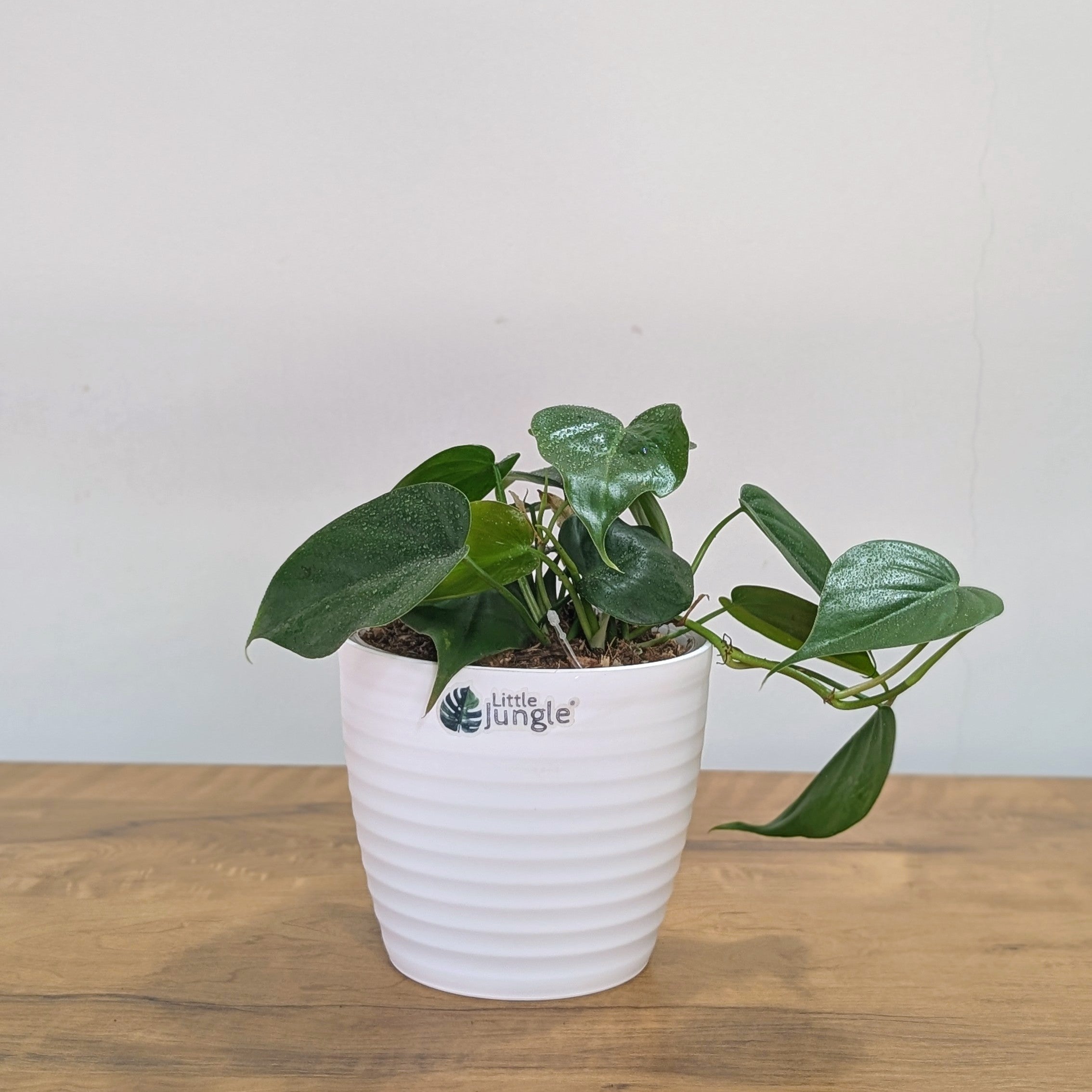 Heart Leaf Green, with 5.5 Inches White Decor Pot.
