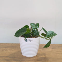Heart Leaf Green, with 5.5 Inches White Decor Pot.