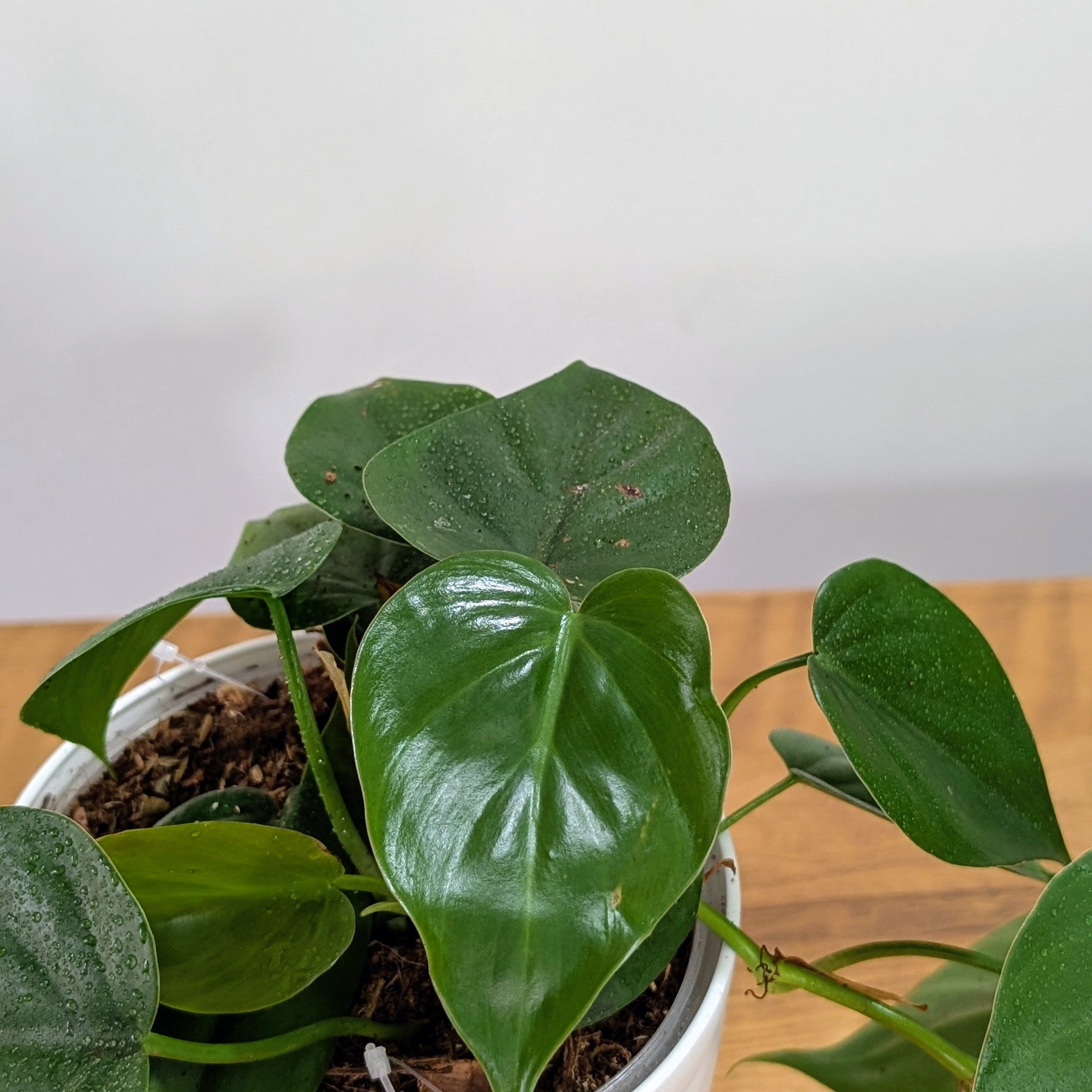 Heart Leaf Green, with 5.5 Inches White Decor Pot.